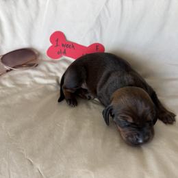 Bone - Red female Redbone Coonhound puppy in Angleton, Texas from Dorsett Dogs