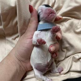 Boy 2 - Shih Tzu puppy in Moreno Valley, California from Legacy Shihtzus