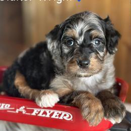 Statler Wright - Blue merle male Aussiedoodle puppy in Lancaster, Minnesota from Finney Ranch
