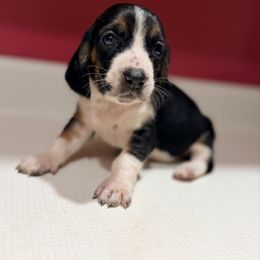 Betty - Black white and tan female Basset Hound puppy in Inman, Nebraska from Sandhill Hounds of Nebraska