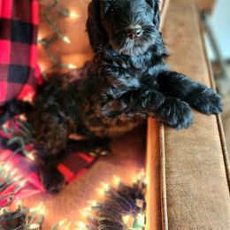 Slash - Black Labradoodle puppy in Somerset, California from Annie’s Animals