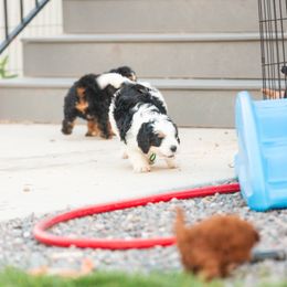 Bernedoodle and Goldendoodle Puppies from Sunnydoodle Utah