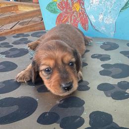 Red female - Red female Dachshund puppy in Hawley, Texas from Foxy’s Dachshunds & Toy Aussies