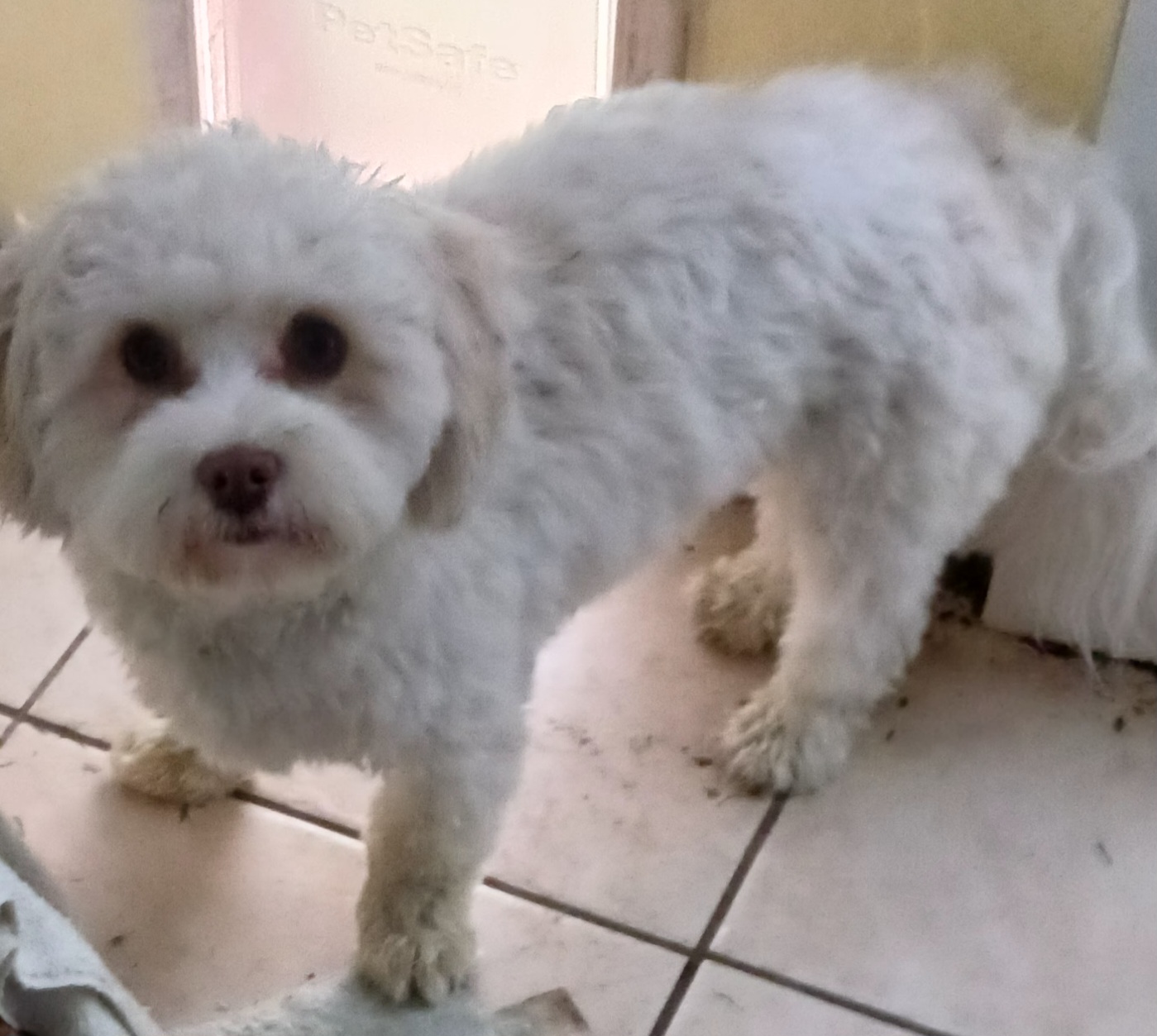 "Casper is 9 mths old, white, and neutered.  He is 1200." Havanese Puppies from Heavenly Havanese