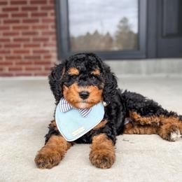 Bourbon - Phantom male Bernedoodle puppy in Pittsburgh, Pennsylvania from WestPenn Doodles LLC