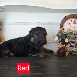 Red Collar - Black and red female German Shepherd puppy in Sumner, Iowa from Vom Wilke Kennels