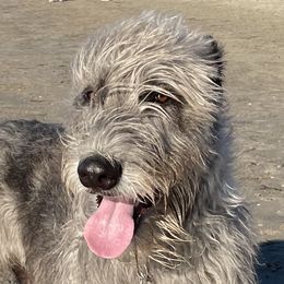 Anna May - Irish Wolfhound