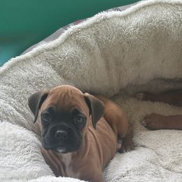 Boxers from KC’s Boxers