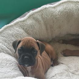 Boxers from KC’s Boxers