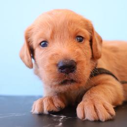 Boy 1 - Gold male Labradoodle puppy in Apache Junction, Arizona from Loving Doodle