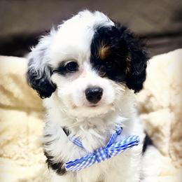 Marshmallow - Black tri-color male Aussiedoodle puppy in Houston, Texas from Jomelkin Furry Pals