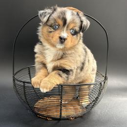 Ona - Blue merle female Miniature Australian Shepherd puppy in Covington, Pennsylvania from Rigas Mini Aussies LLC