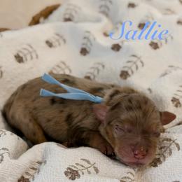 Sallie - Merle female Goldendoodle puppy in Blanchard, Oklahoma from Dream Doodles by Dondi