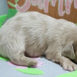 Peter - Dapple male Dachshund puppy in Bellville, Ohio from JK Mini Doxies