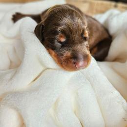 Red and rust male Yellow - Red and rust male Doberman Pinscher puppy in Hamilton, Ohio from Little Dragon Dobermans