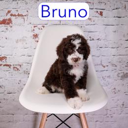 Bruno - male Aussiedoodle puppy in Calhoun, Georgia from Happy Top Doodles