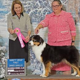 Australian Shepherds from Willowlake Australian Shepherds