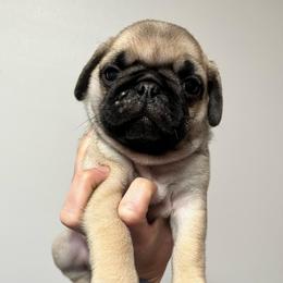 Crew - Fawn male Pug puppy in Glendale, Oregon from Azalea Pugs