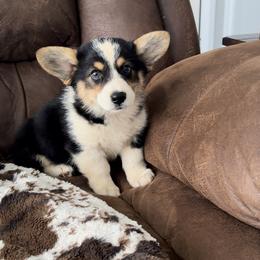 American Corgi and Pembroke Welsh Corgi Puppies from Wild West Corgis