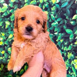 Grumpy - Red  male Goldendoodle puppy in Bradenton, Florida from Christianna’s Mini Goldendoodles