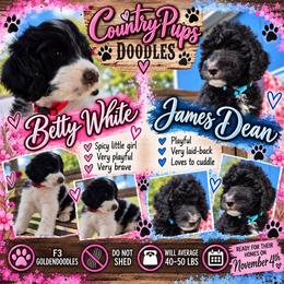 Betty White - Parti female Goldendoodle puppy in Springtown, Texas from Country Pups Doodles
