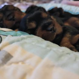 Yorkshire Terrier Puppies from Twilights Yorkies FL