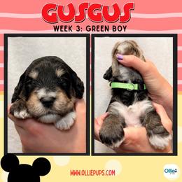 Gus Gus (Green) - male Golden Mountain Doodle puppy in Boiling Springs, South Carolina from OlliePups, LLC