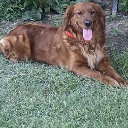Golden Retriever puppies from Red MAX Golden Retrievers