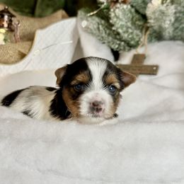 Biewer Terrier and Russian Tsvetnaya Bolonka Puppies from Von Edelweiss Biewer Terriers