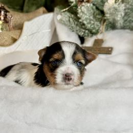 Biewer Terrier and Russian Tsvetnaya Bolonka Puppies from Von Edelweiss Biewer Terriers