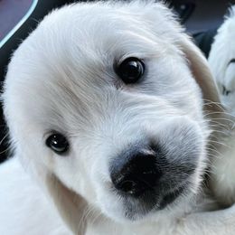 Golden Retrievers from LCK Southern Pups