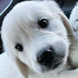 Golden Retrievers from LCK Southern Pups