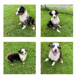Grace - Blue merle female Miniature Australian Shepherd puppy in Alabama from SBA Aussies