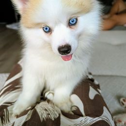 Leif - Silver and white male Pomsky puppy in Fort Laudardale, Florida from Pomsky Florida