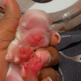 Frosty - White male Shih Tzu puppy in San Tan Valley, Arizona from Pretty Paws Shih Tzu's