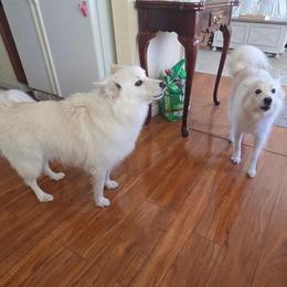 Matteo and Niko - White male American Eskimo Dog puppy in Westwego, Louisiana from Connie's American Eskimo Dogs and Mini Australian Shepherd Dogs