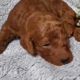 Boy 1 - Poodle puppy in Burleson, Texas from Patriotic Poodles