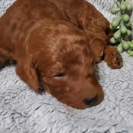Boy 1 - Poodle puppy in Burleson, Texas from Patriotic Poodles