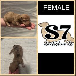 Dachshund Puppies from S7 Dachsunds