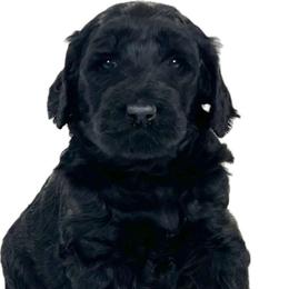 Pine - Black female Goldendoodle puppy in Kansas City, Missouri from Beary GoldenDoodles
