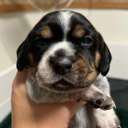 Lady - Black tan and bluetick female Beagle puppy in Jasper, Texas from Beech Grove Beagles