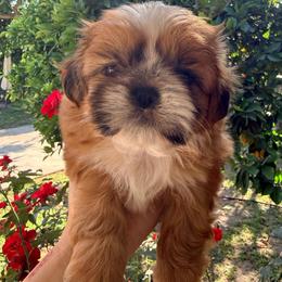 Rusty - Red and white male Shih Tzu puppy in Northridge, California from Our ShihTzu Family