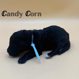 Candy Corn - Black and white female Aussiedoodle puppy in Paragould, Arkansas from AC Doodles & Corgis