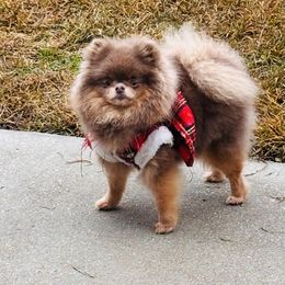 Tinky - Pomeranian