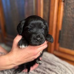 Espresso - Black & white female Australian Shepherd puppy in Columbia Falls, Montana from Firefly Horse Co Wellness Retreat Center