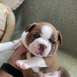 Boston Terrier puppies from Bayshore Boston Terrier’s