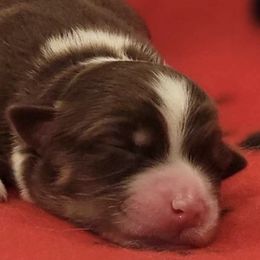 Australian Shepherds from Little Pawzies Australian Shepherds