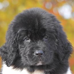 Newfoundland Puppies from Newfforu