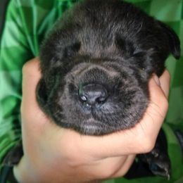 Australian Cattle Dog and Labrador Retriever Puppies from Trinity C Australian Cattle Dogs and Silver Labradors