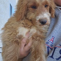 Juno - Cream male Goldendoodle puppy in Tucson, Arizona from Ever After Doodles Arizona